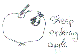 Bild: sheep entering apple