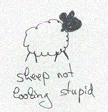 Bild: sheep not looking stupid