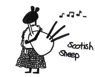 Bild: scotish sheep